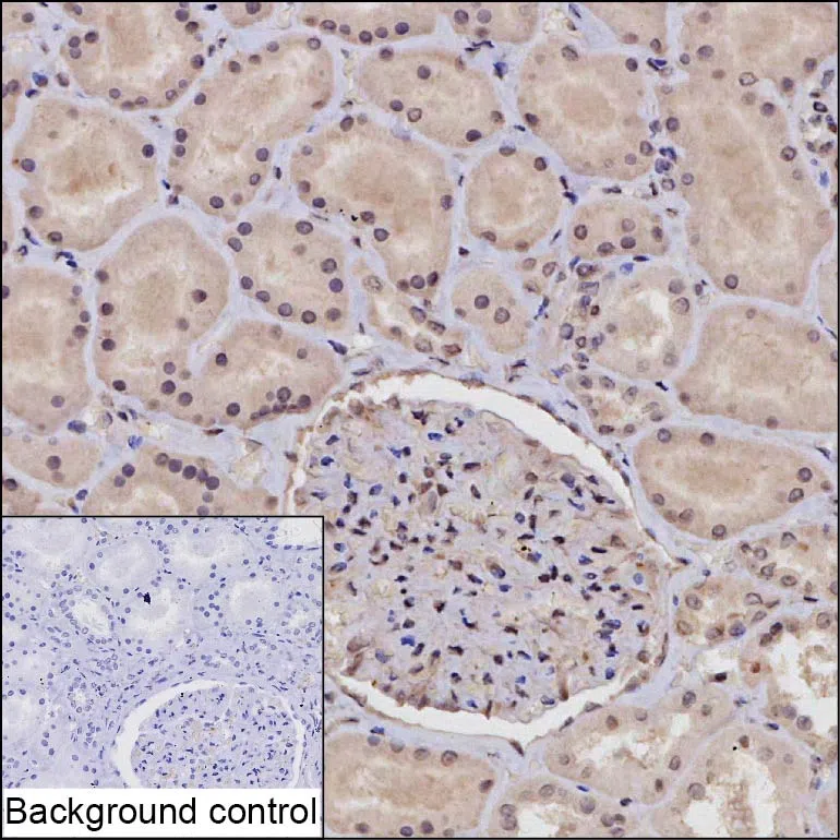 RBPMS Mouse Monoclonal Antibody - Size: 50µl