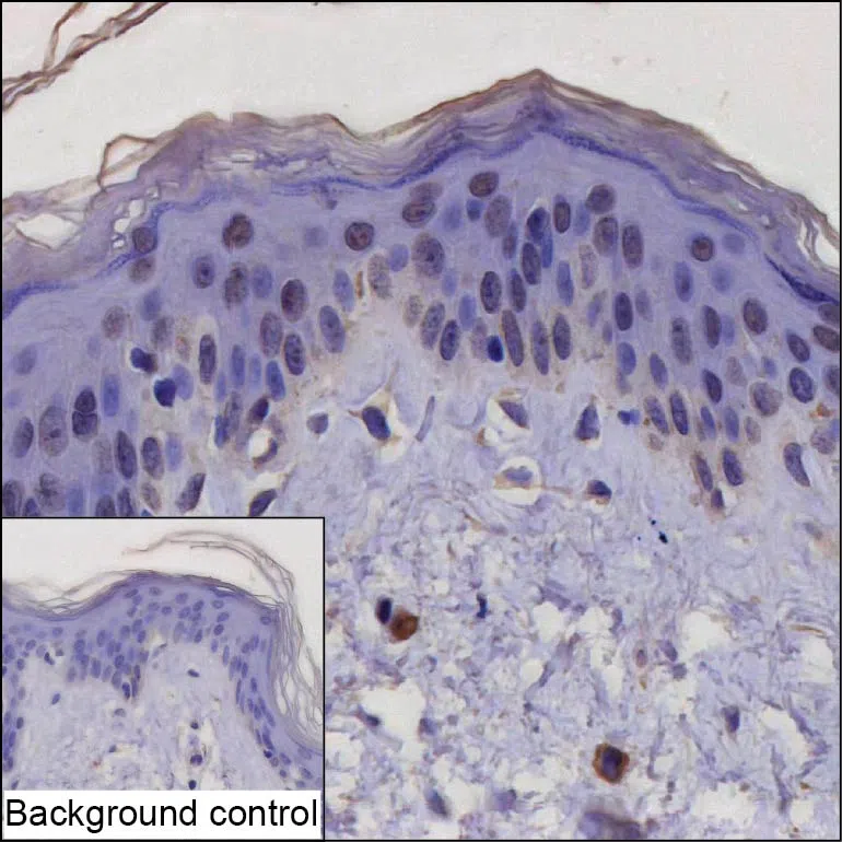 POU2F3 Mouse Monoclonal Antibody - Size: 50µl
