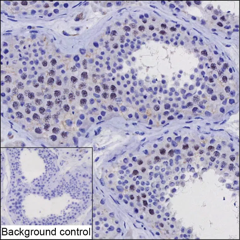 ZNF174 Mouse Monoclonal Antibody - Size: 100µl