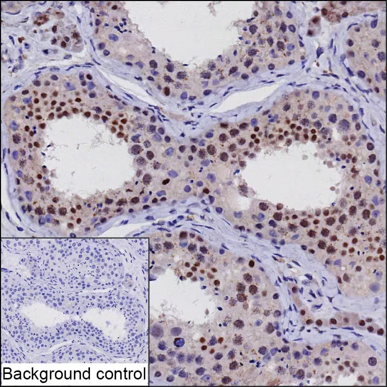 SURF2 Mouse Monoclonal Antibody - Size: 50µl