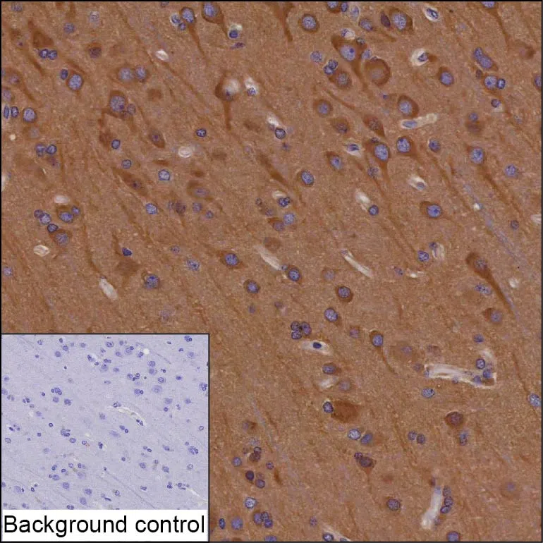 RNF19A Mouse Monoclonal Antibody - Size: 100µl