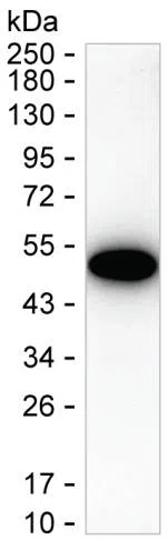 CXCL6 Mouse Monoclonal Antibody - Size: 100µl