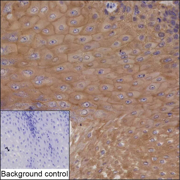 SPINT1 Mouse Monoclonal Antibody - Size: 100µl