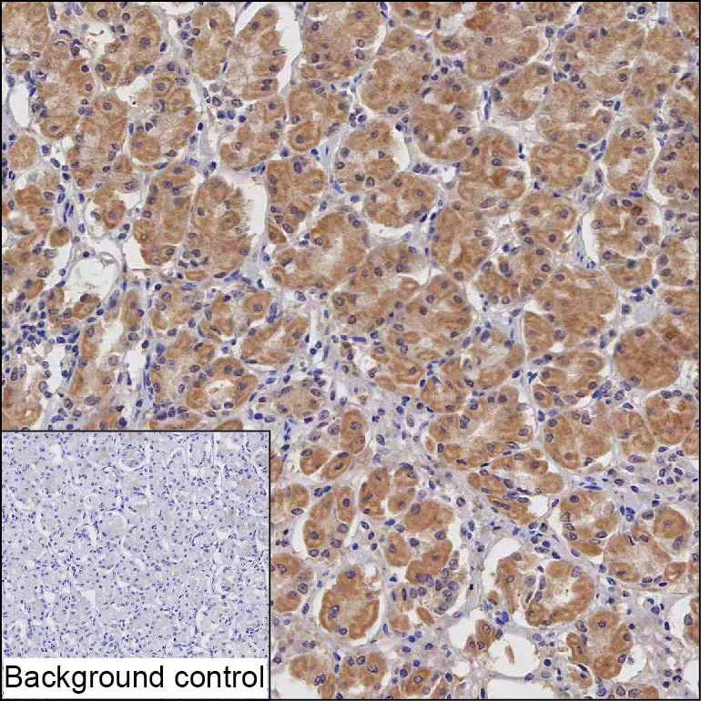 CCDC140 Mouse Monoclonal Antibody - Size: 100µl