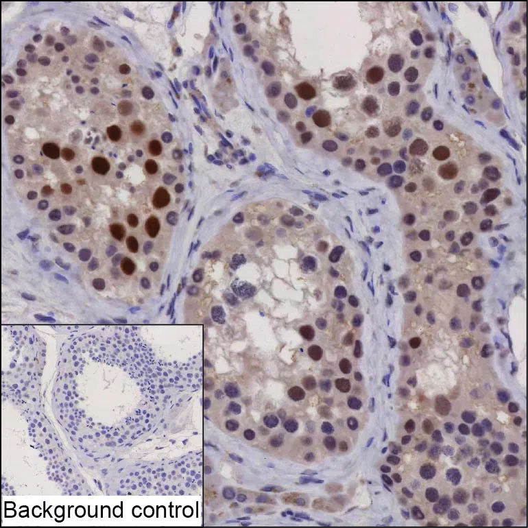 EFCAB10 Mouse Monoclonal Antibody - Size: 50µl