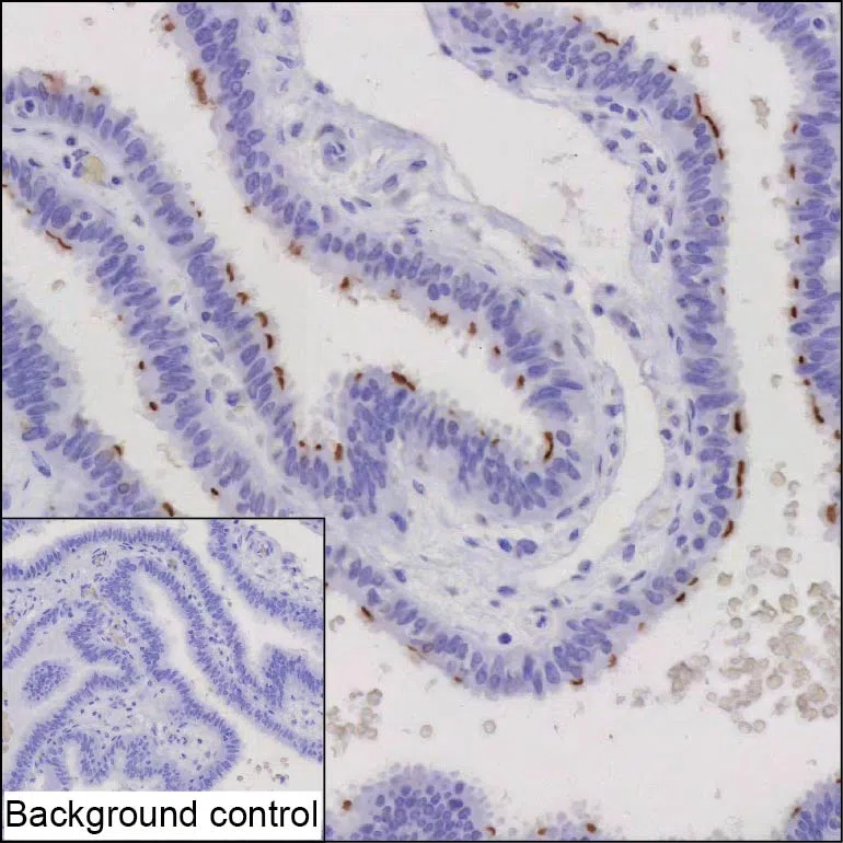 CAPSL Mouse Monoclonal Antibody - Size: 100µl