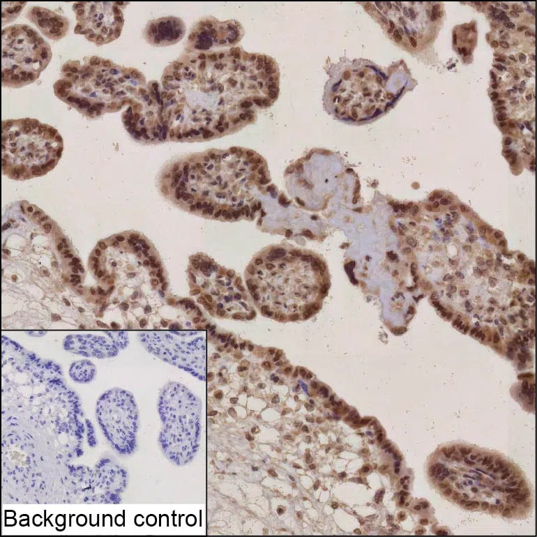 TNRC18 Mouse Monoclonal Antibody - Size: 100µl