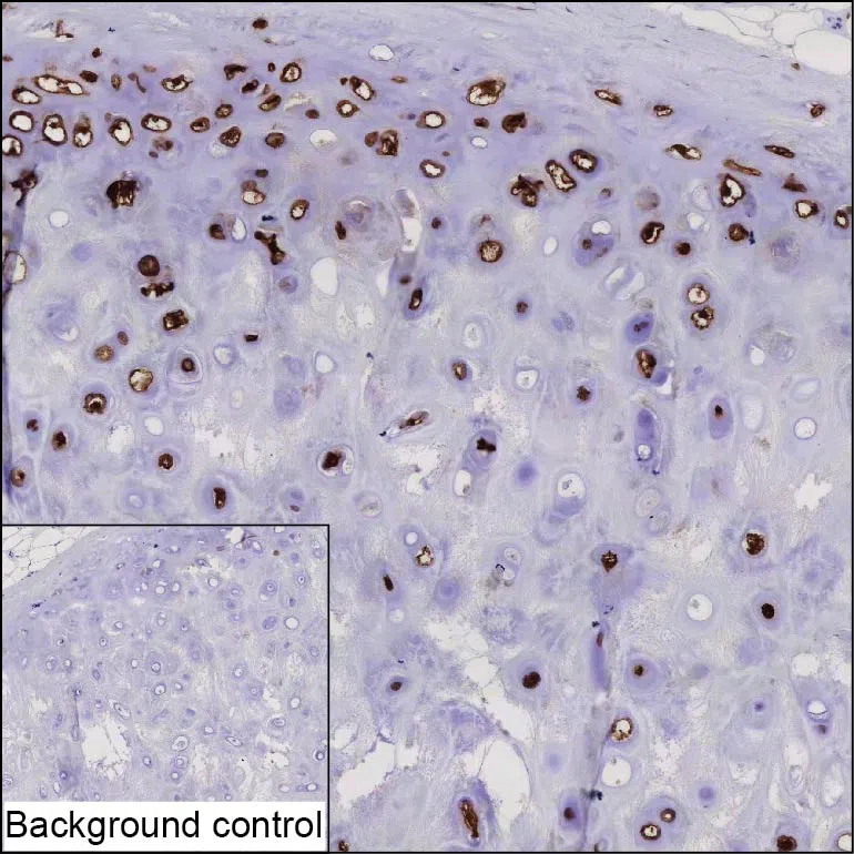 COL9A2 Mouse Monoclonal Antibody - Size: 100µl