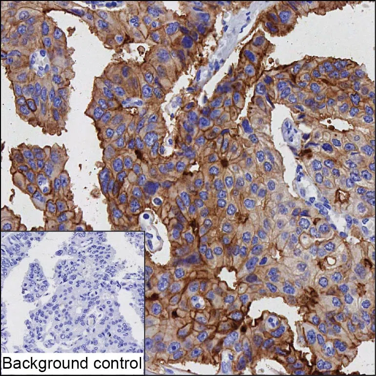 STEAP4 Mouse Monoclonal Antibody - Size: 100µl