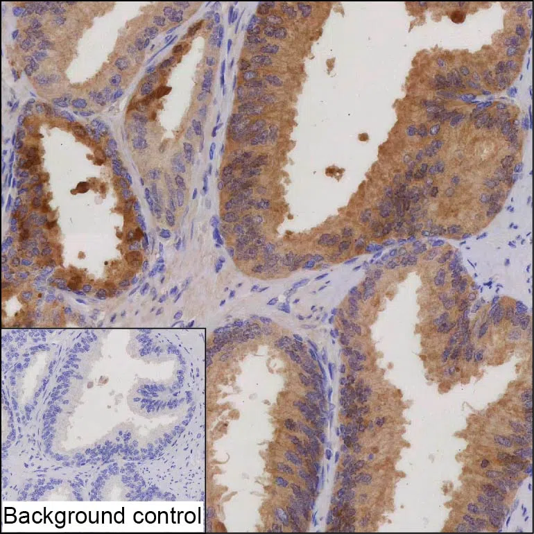 GLO1 Mouse Monoclonal Antibody - Size: 50µl