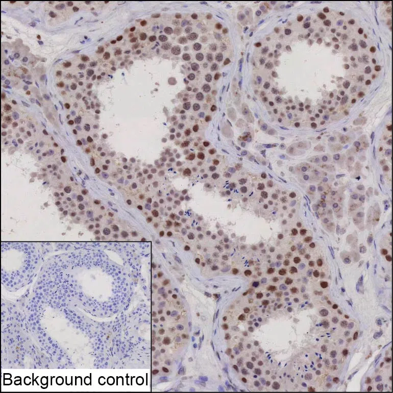 STAG3 Mouse Monoclonal Antibody - Size: 100µl