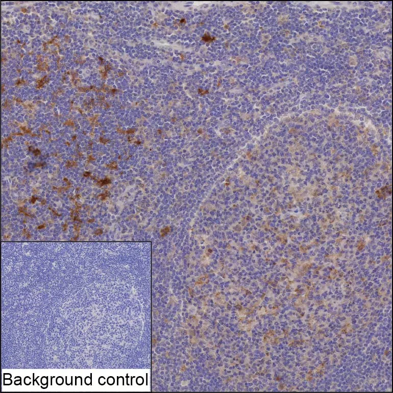 TRAF1 Mouse Monoclonal Antibody - Size: 100µl