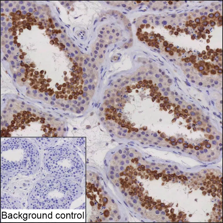 HEATR4 Mouse Monoclonal Antibody - Size: 50µl