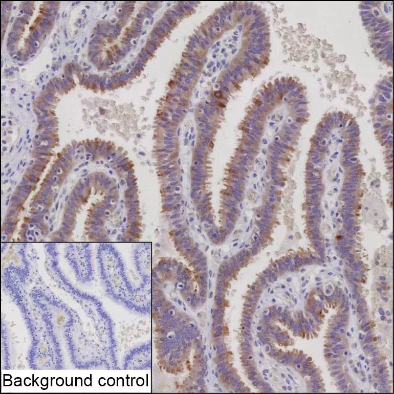 MINDY4 Mouse Monoclonal Antibody - Size: 50µl