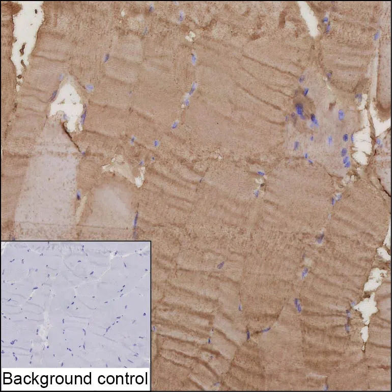 METRNL Mouse Monoclonal Antibody - Size: 100µl