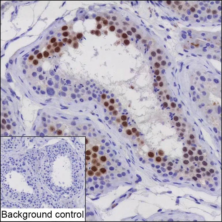 C3orf62 Mouse Monoclonal Antibody - Size: 100µl