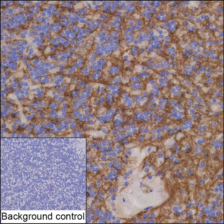 CNP Mouse Monoclonal Antibody - Size: 100µl