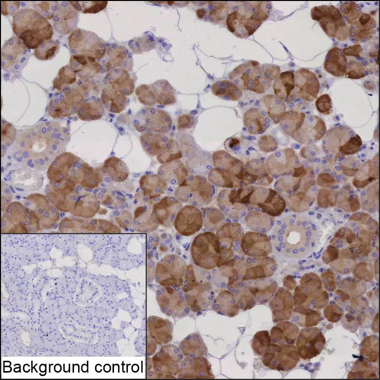 PRR4 Mouse Monoclonal Antibody - Size: 50µl