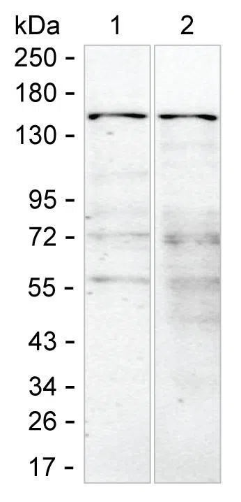 ANK2 Mouse Monoclonal Antibody - Size: 100µl