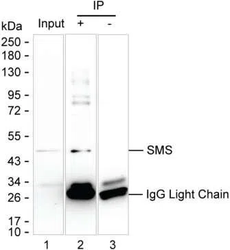 SMS Mouse Monoclonal Antibody - Size: 100µl