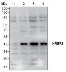 NRBF2 Mouse Monoclonal Antibody - Size: 50µl