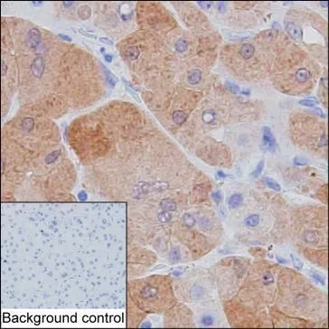 GSTA1 Mouse Monoclonal Antibody - Size: 100µl