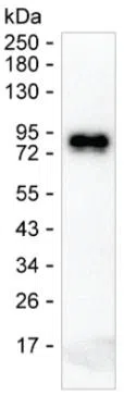Human IgE Mouse Monoclonal Antibody - Size: 50µl