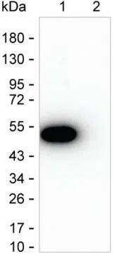 IL12A Mouse Monoclonal Antibody - Size: 100µl