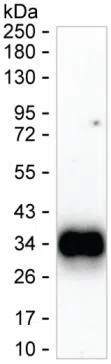 BTLA Mouse Monoclonal Antibody - Size: 100µl