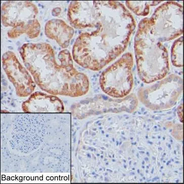 NELL1 Mouse Monoclonal Antibody - Size: 100µl