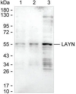 LAYN Mouse Monoclonal Antibody - Size: 100µl