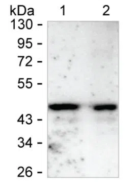 AREG Mouse Monoclonal Antibody - Size: 100µl