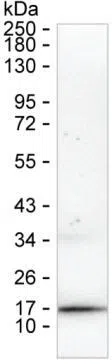 IFNA2 Mouse Monoclonal Antibody - Size: 100µl