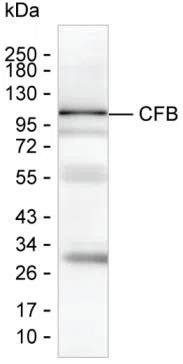 CFB Mouse Monoclonal Antibody - Size: 50µl