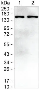 SKIC2 Mouse Monoclonal Antibody - Size: 100µl