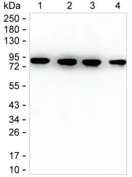 IMMT Mouse Monoclonal Antibody - Size: 100µl