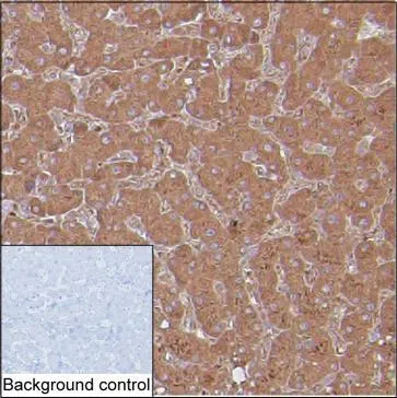 F7 Mouse Monoclonal Antibody - Size: 50µl