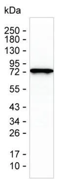 LMOD1 Mouse Monoclonal Antibody - Size: 50µl