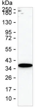 SYNPR Mouse Monoclonal Antibody - Size: 100µl