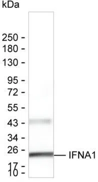 IFNA1 Mouse Monoclonal Antibody - Size: 100µl