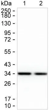 KHK Mouse Monoclonal Antibody - Size: 100µl
