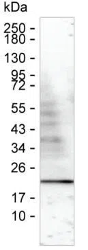 VAMP1 Mouse Monoclonal Antibody - Size: 100µl