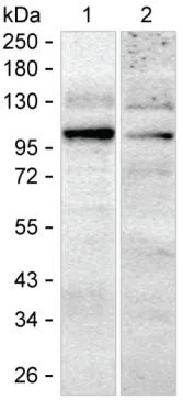 PDE5A Mouse Monoclonal Antibody - Size: 100µl