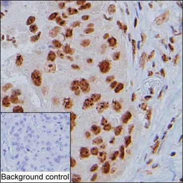 POLR1G Mouse Monoclonal Antibody - Size: 50µl