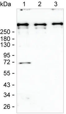 DMXL2 Mouse Monoclonal Antibody - Size: 50µl