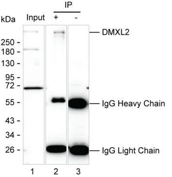 DMXL2 Mouse Monoclonal Antibody - Size: 100µl
