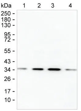 TSNAX Mouse Monoclonal Antibody - Size: 50µl