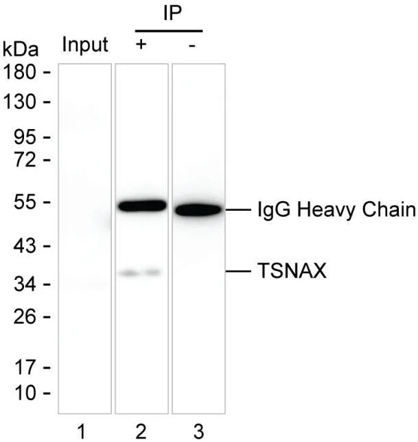 TSNAX Mouse Monoclonal Antibody - Size: 100µl