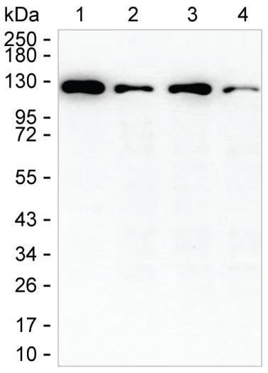 HIP1 Mouse Monoclonal Antibody - Size: 100µl