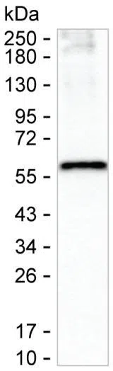 SLC32A1 Mouse Monoclonal Antibody - Size: 50µl